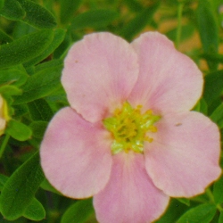 Potentilla Blüte rosa Bonsai