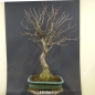 Preview: Bonsai, Schwarzerle, Alnus, links