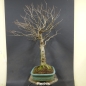 Preview: Bonsai, Schwarzerle, Alnus, links