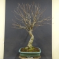 Preview: Bonsai, Schwarzerle, Alnus, vorn