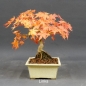 Preview: Acer palmatum Fächerahorn