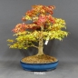 Preview: Acer palmatum Fächerahorn