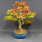 Preview: Acer palmatum Fächerahorn