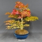 Preview: Acer palmatum Fächerahorn