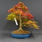 Preview: Acer palmatum Fächerahorn