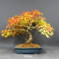 Preview: Acer palmatum Fächerahorn