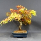 Preview: Acer palmatum Fächerahorn