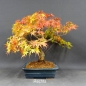 Preview: Acer palmatum Fächerahorn