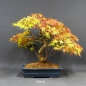 Preview: Acer palmatum Fächerahorn