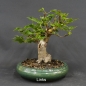 Preview: Kanadischer Rotahorn 1 Acer rubrum links