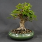 Preview: Kanadischer Rotahorn 1 Acer rubrum vorn