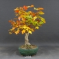 Preview: Kanadischer Rotahorn 1 Acer rubrum links