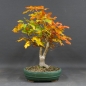 Preview: Kanadischer Rotahorn 1 Acer rubrum vorn