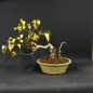 Preview: Pre-Bonsai, Sandbirke, Betula pendula