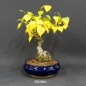 Preview: Pre-Bonsai, Sandbirke, Betula pendula