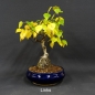 Preview: Pre-Bonsai, Sandbirke, Betula pendula