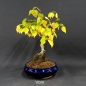 Preview: Pre-Bonsai, Sandbirke, Betula pendula