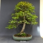 Preview: Bonsai, Hainbuche