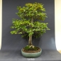 Preview: Bonsai, Hainbuche