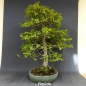 Preview: Bonsai, Hainbuche