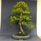 Preview: Bonsai, Hainbuche