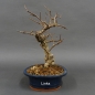 Preview: Pre-Bonsai, Celastrus, Baumwürger