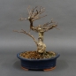 Preview: Pre-Bonsai, Celastrus, Baumwürger