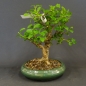 Preview: Bonsai, Celastrus, Baumwürger