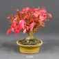 Preview: Euonymus alatus, Bonsai