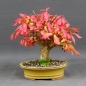 Preview: Euonymus alatus, Bonsai