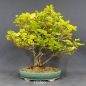 Preview: Rotbuche - Fagus sylvatica