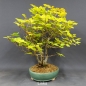 Preview: Rotbuche - Fagus sylvatica