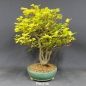 Preview: Rotbuche - Fagus sylvatica