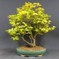 Preview: Rotbuche - Fagus sylvatica