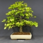 Preview: Rotbuche - Fagus sylvatica