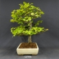 Preview: Rotbuche - Fagus sylvatica