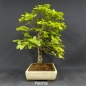 Preview: Rotbuche - Fagus sylvatica