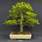 Preview: Rotbuche - Fagus sylvatica