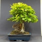 Preview: Rotbuche 10 - Fagus silvatica 1750,-€