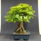 Preview: Rotbuche 10 - Fagus silvatica 1750,-€