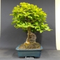 Preview: Rotbuche 10 - Fagus silvatica 1750,-€