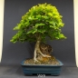 Preview: Rotbuche 10 - Fagus silvatica 1750,-€