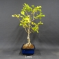 Preview: Ginkgo biloba Bonsai