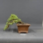 Preview: Chinesischer Wacholder Bonsai