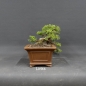 Preview: Chinesischer Wacholder Bonsai