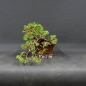 Preview: Chinesischer Wacholder Bonsai