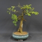 Preview: Bonsai,  Goldregen, Laburnum anagyroides