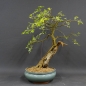 Preview: Bonsai,  Goldregen, Laburnum anagyroides