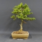 Preview: Larix, Lärche, Bonsai