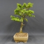 Preview: Larix, Lärche, Bonsai